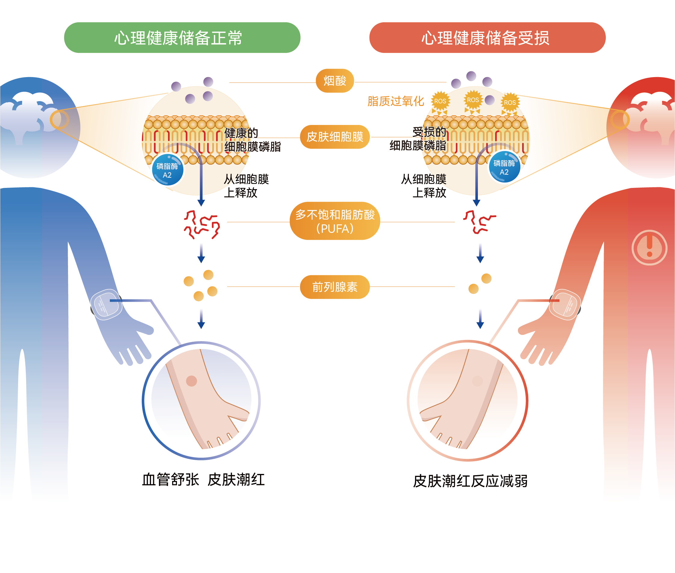 心理健康储备正常与受损人群的皮肤烟酸反应机制对比图